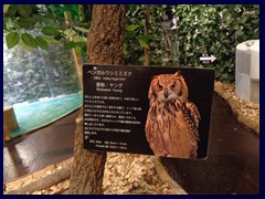 Owl's Forest